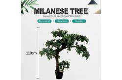 China Potted Pine Tree for Home Decoration supplier