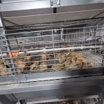 One Day Old Chicken Cage Poultry Drinking System for sale