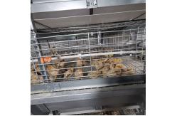 China One Day Old Chicken Cage Poultry Drinking System supplier