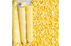 China Multifunctional Corn Thresher Machine 500kg/H Size Adjustment supplier