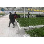 NFT Hydroponic Channel Indoor Hydroponic Grow System For Leafy Vegetables