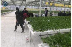 China NFT Hydroponic Channel Indoor Hydroponic Grow System For Leafy Vegetables supplier