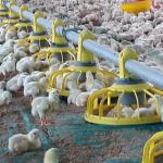 14 Grids 72mm Ground Broiler Chicken Shed Construction for sale
