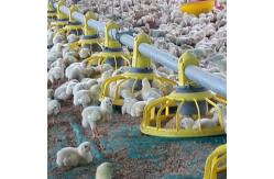 China 14 Grids 72mm Ground Broiler Chicken Shed Construction supplier