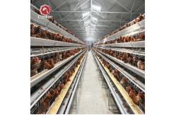 China Hot / Cold Dipped Galvanized battery cage chicken farming Wire Mesh supplier