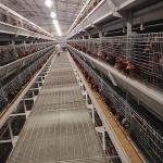 Animal Coop Chicken Layer Cage Customized Scheme Feeding Egg Equipment for sale