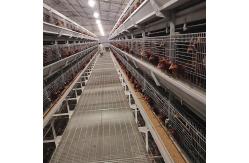 China Animal Coop Chicken Layer Cage Customized Scheme Feeding Egg Equipment supplier