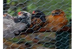 China Poultry Netting Chicken Wire Mesh , Plain Weave Galvanized Hexagonal Wire Mesh supplier