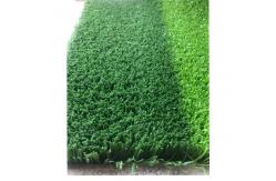 China 2*25m PP Natural Artificial Grass 12000 Dtex Multi Sports Turf supplier