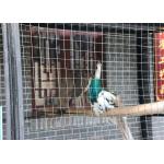 Vinstar 1.5mm-3.0mm 4x4 Galvanised Welded Steel Wire Mesh In Rolls for sale