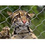 Stainless Steel 316 / 316L  Zoo Mesh , Protective Tiger cage Enclosure Fencing