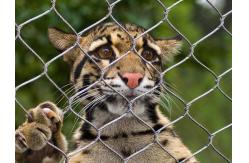 China Stainless Steel 316 / 316L  Zoo Mesh , Protective Tiger cage Enclosure Fencing supplier