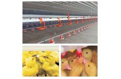 China 1 Year Warranty Customizable Poultry Feeder Drinker supplier
