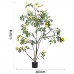 Real Stem Artificial Landscape Trees Piptanthus 160cm No Nursing Evergreen 20'' Container for sale