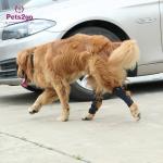 Joint Protection SBR Dog Knee Pad for Surgery Recovery for sale