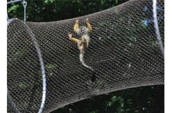 China 7x7 Stainless Steel Animal Wire Mesh Rope Enclosure CE Certificated supplier