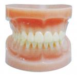 China Standard Full - mouth Human Teeth Model for Dental Hospital and Medical Schools Training for sale