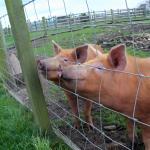 High Durable 4FT High Galvanized Iron Cattle Farm Fence Roll
