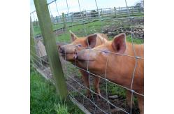 China 100M Lenght Galvanized Livestock Mesh Grassland Farm Fence supplier