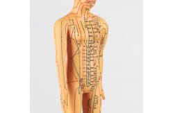 China Meridian Chart Included Acupuncture Body Model Approximately 5kg Versatile For Different Techniques supplier