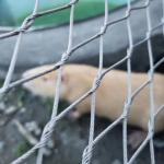 Animal Enclosure Mesh Of 60/90 Degree Animal Containment Netting for sale