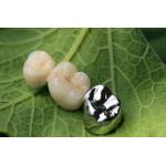 Metal Framework PFM Dental Crown for sale