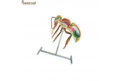 China Apiculture Tools Beekeeping Equipment 60cm 110cm Height bee anatomy model supplier