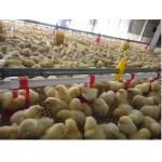 Broiler Automatic Poultry Drinker Nipple Cup Drinker System for sale