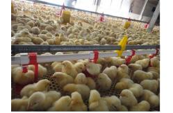 China Broiler Automatic Poultry Drinker Nipple Cup Drinker System supplier