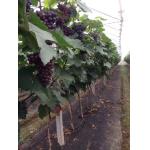 1.6x10 Meter Weed Control Nonwoven Fabric For Farming Or Gardening for sale