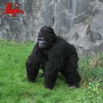 Animatronic Gorilla Suit Realistic Gorilla Costume Adult Age