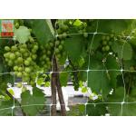 BOP Agricultural Netting White Color , Garden Netting For Climbing Plants for sale
