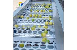 China 380V Fruit And Vegetable Processing Line Fully Automatic Cleaning Drying Grading supplier