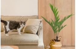 China Areca Palm Artificial Landscape Trees 170cm House Office Decoration supplier