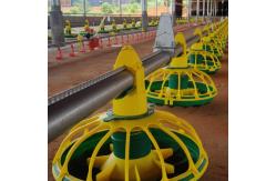 China Chicken Drinking Automatic Pan Feeding System For Poultry Farming Equipment supplier