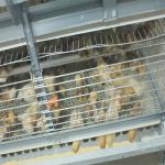 260 Birds Hunsbandry 6 Tiers ZnAl Poultry Cage For Broiler for sale