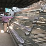 20000 Birds Layer Poultry Equipment , SGS 3mm A Frame Layer Cages for sale