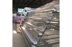 China 20000 Birds Layer Poultry Equipment , SGS 3mm A Frame Layer Cages supplier