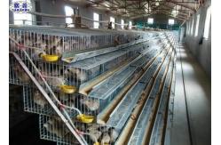 China A Type Quail Laying Cage , Commercial Pvc Quail Cage Customized Service supplier