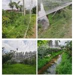 China UV Resistant Anti Bird Net for Fruit Trees Vineyards Bird Proof Crop for sale