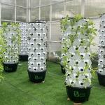 Automatic Hydroponic Growing Kit With Visible Line And Removable Basket for sale