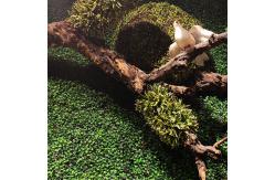 China Green Vertical Artificial Plant Wall Fire Retardant No Smell Custom supplier