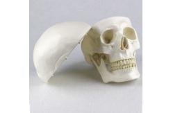 China Human Anatomy Type Life Size Medical Skull Model supplier