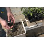 Square Plastic Tomato Dutch Bucket Hydroponic Growing System For Greenhouse for sale