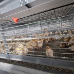 136 Broilers Per Chicken Cage For Chicken Farm for sale