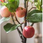 Red Party Park Decoration Artificial Apple Tree 190cm Height