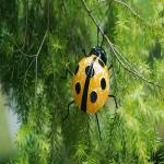Ladybug Metal Yard Ornaments Decor Waterproof And Recyclable for sale