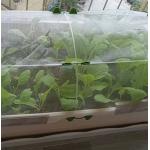 PVC 40mesh Insect Mesh Net Non Toxicity For Greenhouse Protections