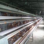 Q235A 3 Tiers Layer Chicken Cage A Type Poultry Farming Equipment for sale