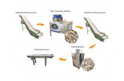 China High Output Garlic Processing Production Line/Garlic Peeling Peeler Machine supplier